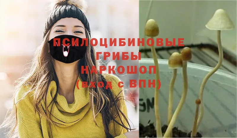 Галлюциногенные грибы Psilocybe  Луга 